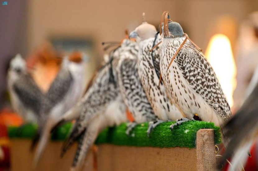 «مزاد الصقور» ينطلق اليوم بمشاركة كبرى المزارع العالمية