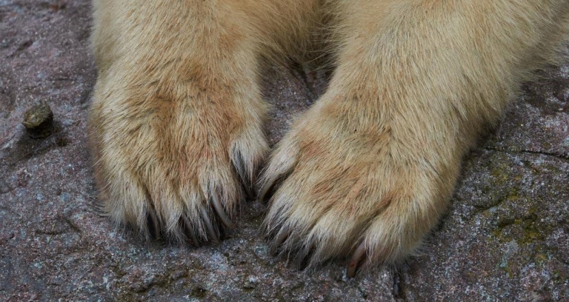 الجيش الدنماركي يهدر دم دب أبيض