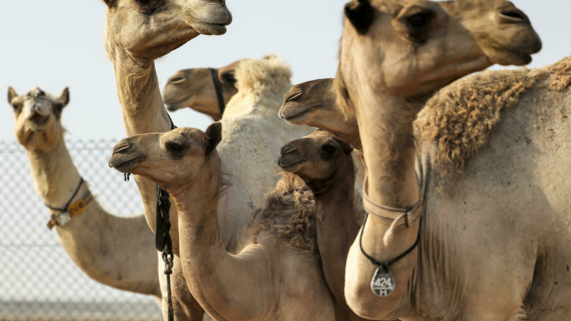 مسابقات الجمال تشعل الطلب على استنساخ الإبل في الإمارات