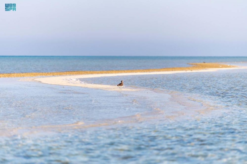 قوارب الإفطار في أملج تتجول في أكثر من 100 جزيرة