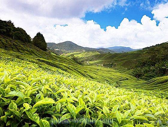 الزراعة العضوية في سريلانكا تشكل خطرا على إنتاج الشاي