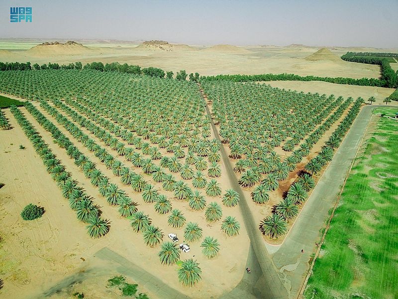 تبوك: أكثر من مليون نخلة تنتج 40 نوعا من التمور بطاقة 50 ألف طن سنويا