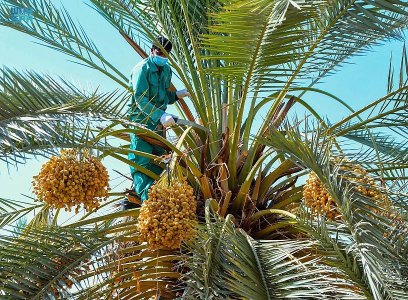 تبوك: أكثر من مليون نخلة تنتج 40 نوعا من التمور بطاقة 50 ألف طن سنويا