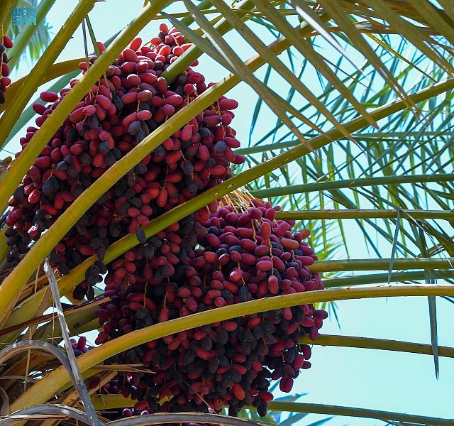 تبوك: أكثر من مليون نخلة تنتج 40 نوعا من التمور بطاقة 50 ألف طن سنويا