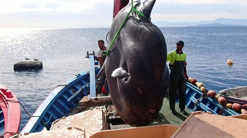 صيادون يعثرون على سمكة عملاقة في البحر المتوسط