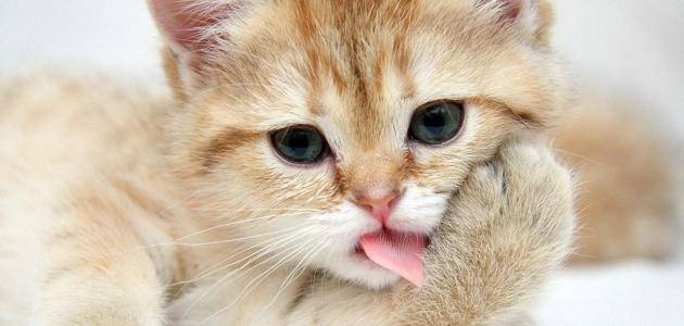 دراسة: القطط المنزلية ماهرة في الصيد وتسبب الأمراض