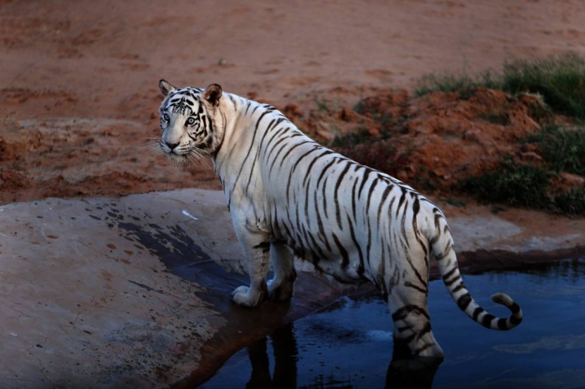 زوار «رياض سفاري» يكتشفون حياة الحيوانات النادرة في العالم