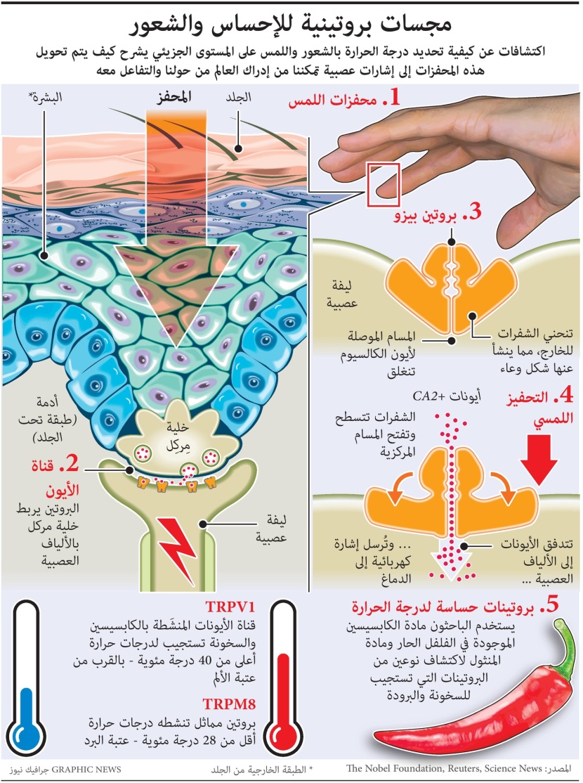 اكتشاف مجسات بروتينية للإحساس والشعور في جسم الإنسان