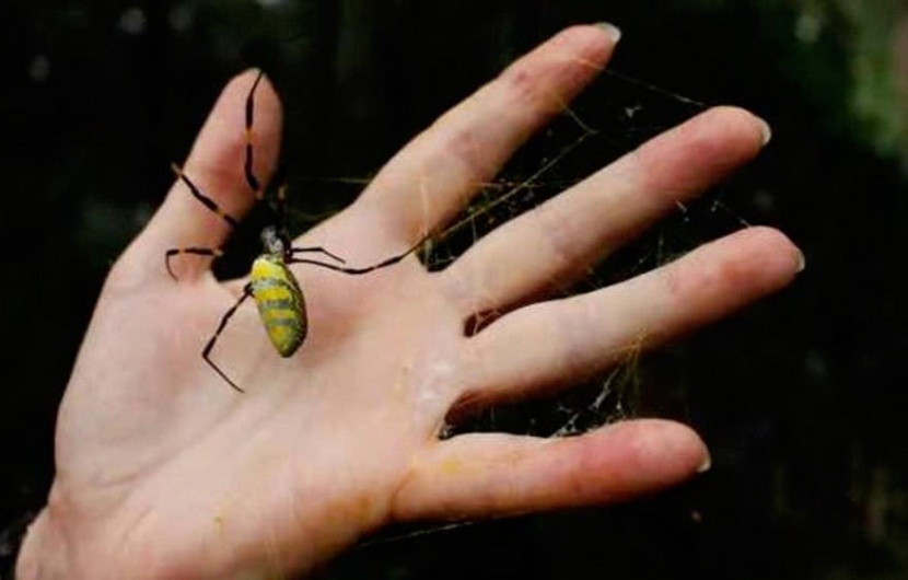 عناكب عضاضة تغزو ولاية أمريكية .. طولها 8 سنتيمترات