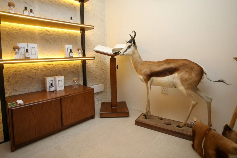 سعودية تصطاد غزلان إفريقيا وتعرض «مسكها» في موسم الرياض