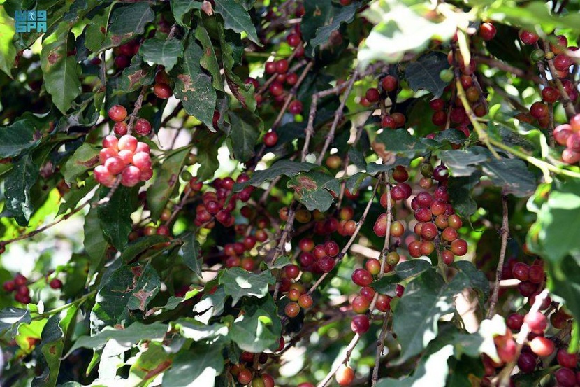 المزارعون يجنون حصادهم السنوي من البن الخولاني في جازان