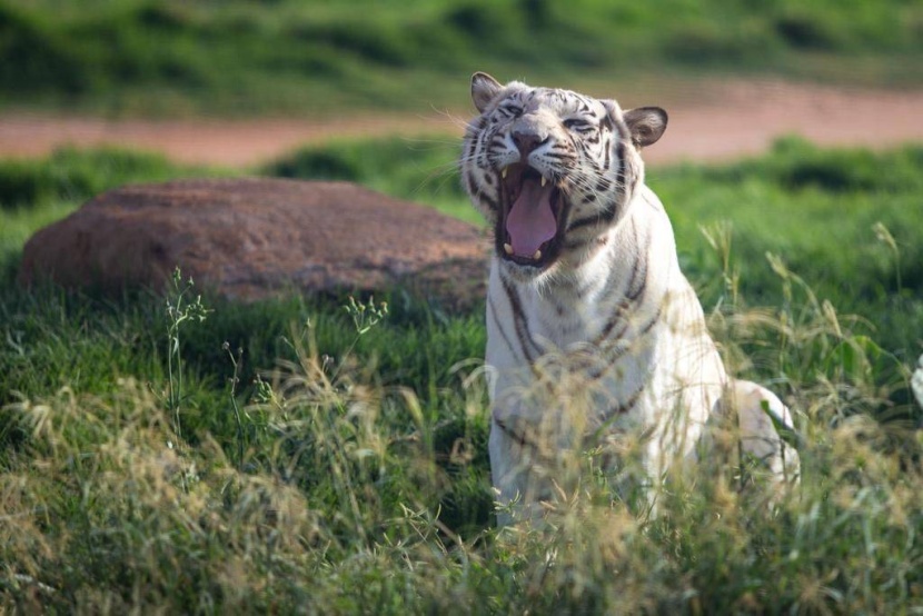 هنا موسم الرياض .. تنوع ترفيهي يجذب 3 ملايين زائر في شهره الأول