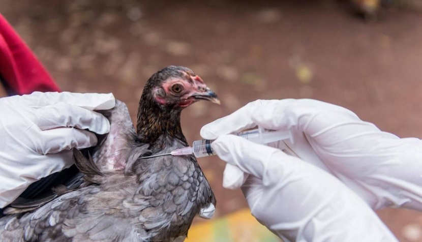 اكتشاف أول بؤرة لإنفلونزا الطيور في مزارع فرنسا