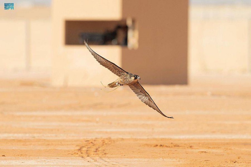 مهرجان الملك عبدالعزيز للصقور .. 135 صقرا تتنافس في اليوم الأول