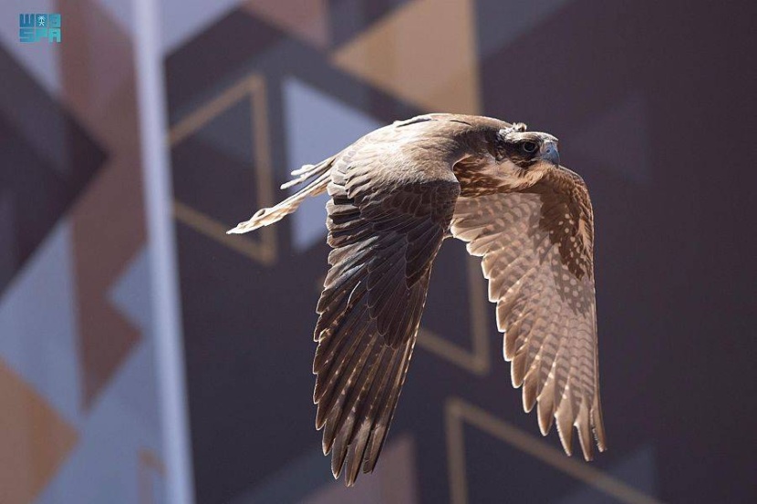 أجزاء من الثانية تحسم منافسة 90 صقرا