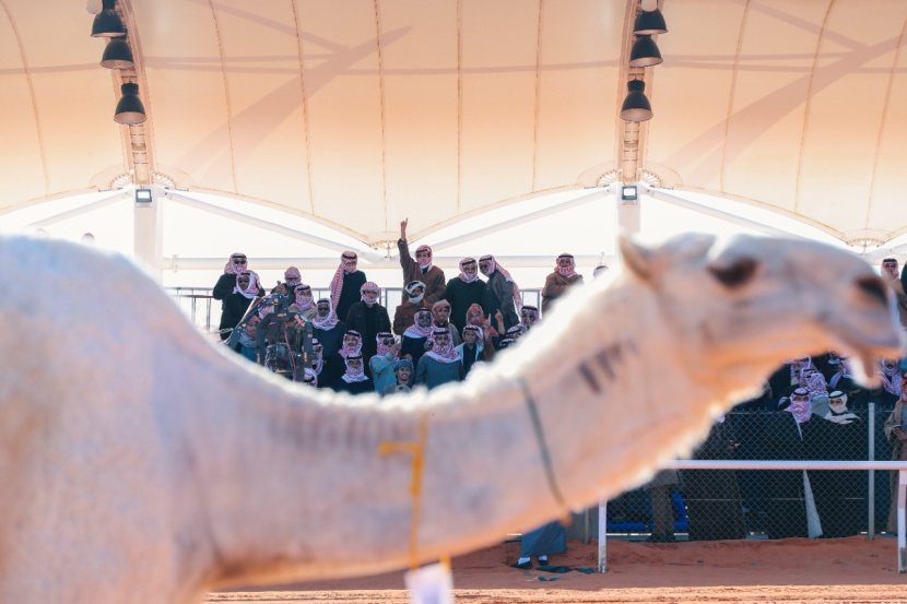 السعودية تستعد لاحتضان أكبر مهرجانات الإبل في العالم