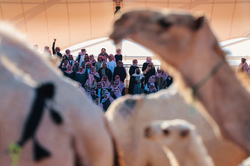 السعودية تستعد لاحتضان أكبر مهرجانات الإبل في العالم