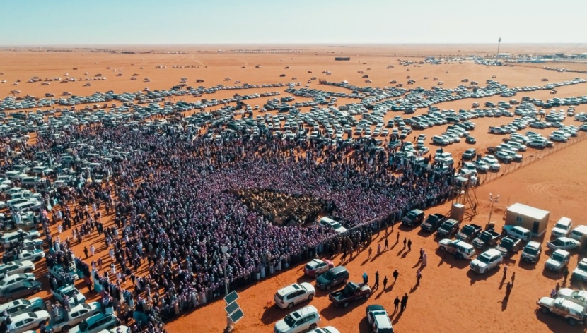 السعودية تستعد لاحتضان أكبر مهرجانات الإبل في العالم