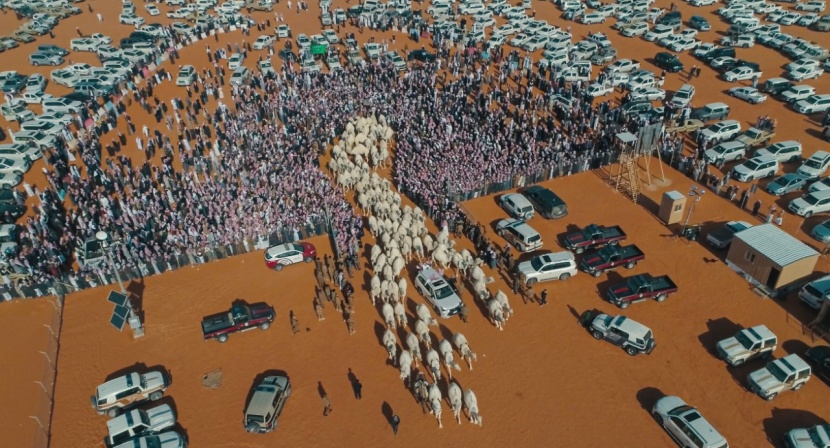 السعودية تستعد لاحتضان أكبر مهرجانات الإبل في العالم