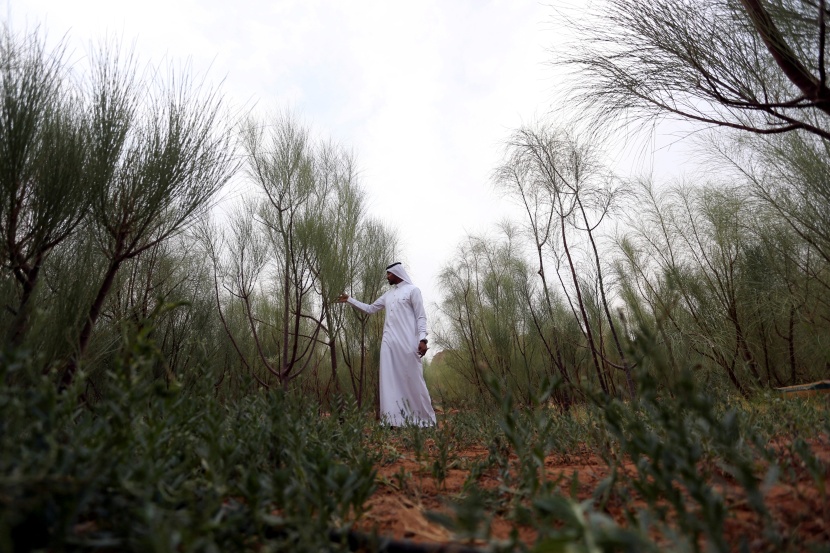 في العلا .. هكذا يستخرج الزيت من بذور المورينجا