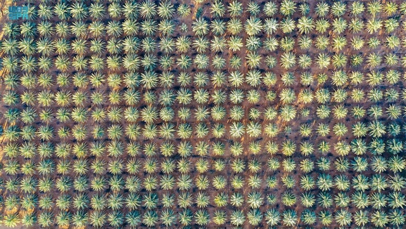 السعودية تقود برنامج تطوير النخيل عالميا عبر المؤتمر الدولي للتمور