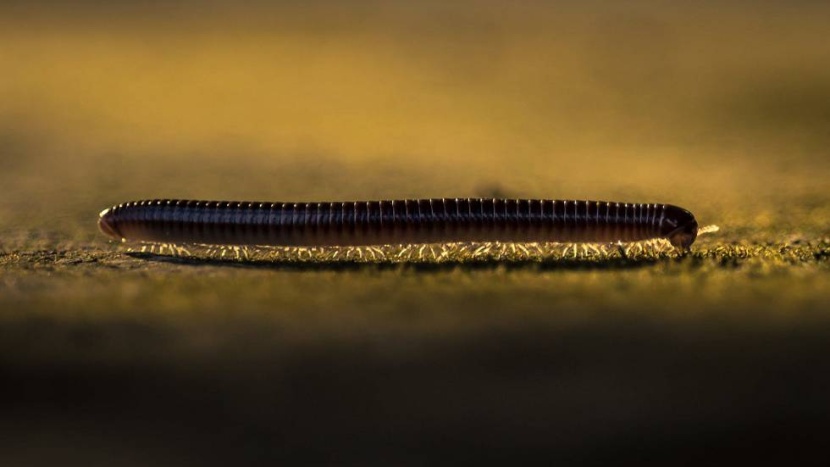 اكتشاف "دودة" لديها 1306 أرجل في أستراليا