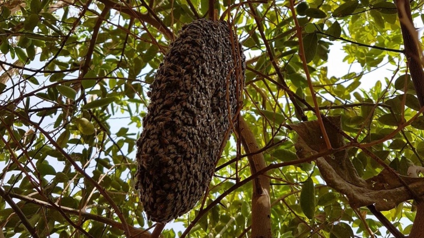 اكتشاف نوع بري نادر من النحل في غابة بريطانية