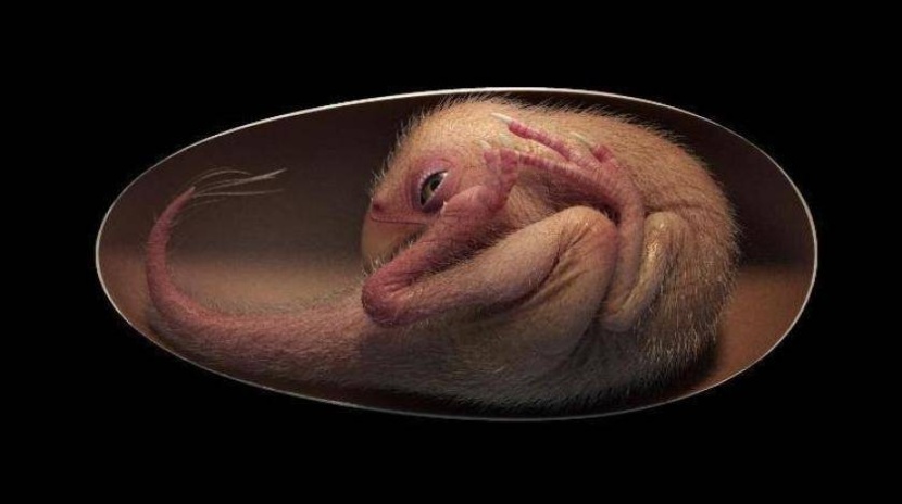 اكتشاف جنين ديناصور يستعد للخروج على طريقة الطيور