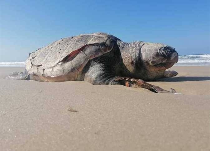 السلاحف البحرية تعود إلى شواطئ تايلاند