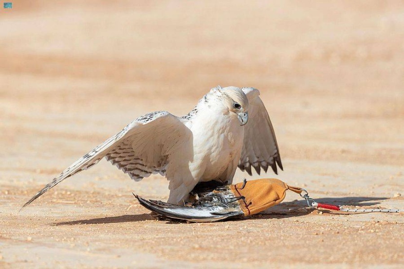 «مهرجان الصقور» .. اللحظات الأخيرة تحسم منافسات اليوم السادس