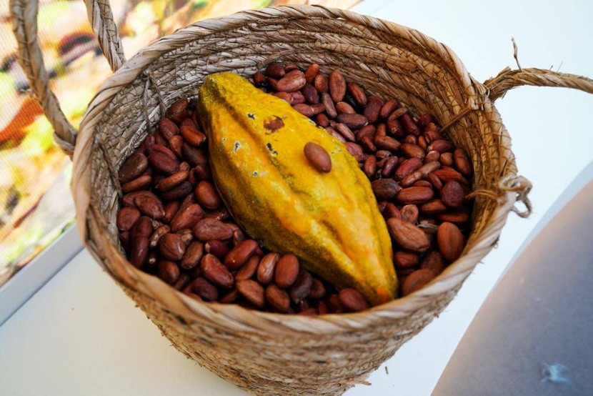 «البوليفارد» يحكي رحلة صناعة الشوكولاتة