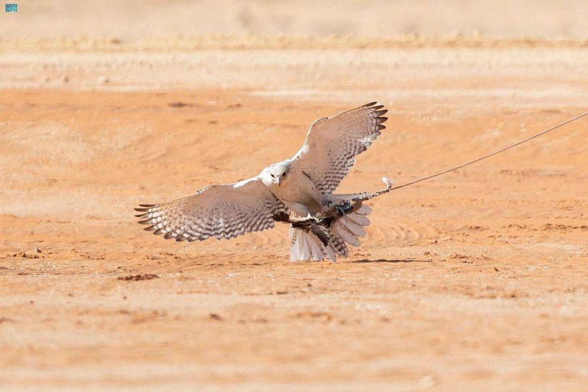 «مهرجان الصقور» .. منافسات حماسية بين الصقارين