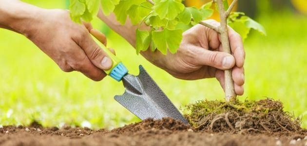 لمواجهة التغير المناخي .. شجرة مجانا لكل أسرة في ويلز