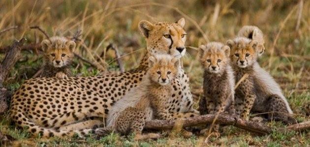 الصومال .. الفهود مهددة بالانقراض بسبب التجارة بصغارها