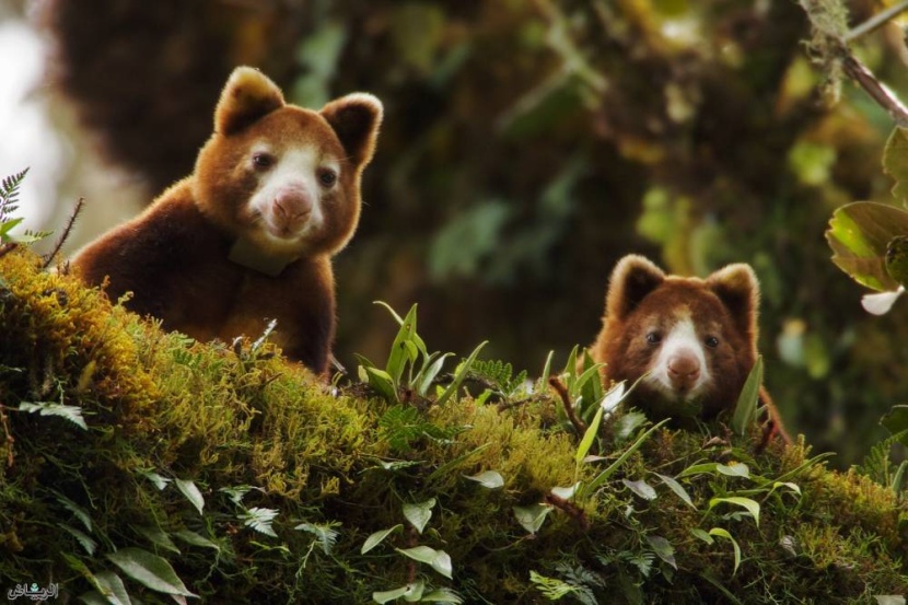 غينيا.. إزالة الغابات تهدد حيوانات تواجه خطر الانقراض