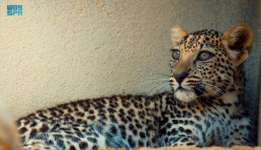 في يوم النمر العربي .. المملكة تقدم نموذجا مميزا لحمايته واستمرار تكاثره