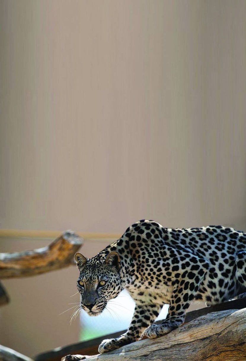 المناطق المرتفعة في المملكة .. بيئة مناسبة لاستيطان النمر العربي