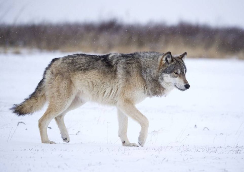 أمريكا تحمي ذئابها الرمادية خوفا من انقراضها