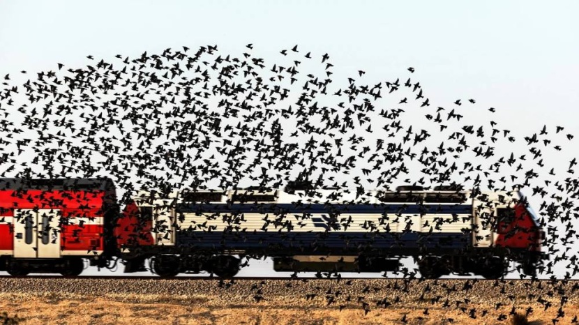 سقوط مفاجئ لسرب طيور مهاجرة .. والسبب غير معروف