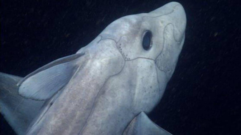 اكتشاف "قرش الشبح" في نيوزيلندا