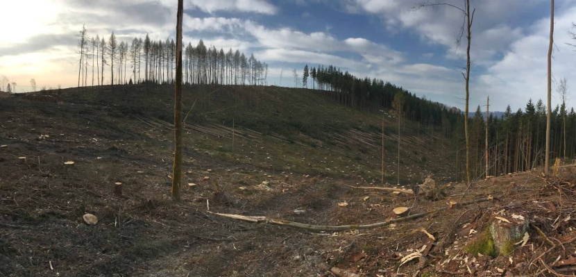 ألمانيا تفقد 5 % من الغابات خلال 3 أعوام