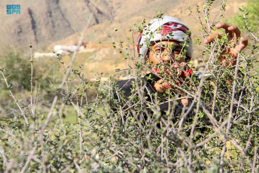 أشجار «العتم» دائمة الخضرة .. منها زيت القطران وأفضل «السواك»