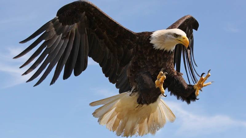 انخفاض عدد الطيور الجارحة بسبب تسمم الرصاص في ذخيرة الصيادين