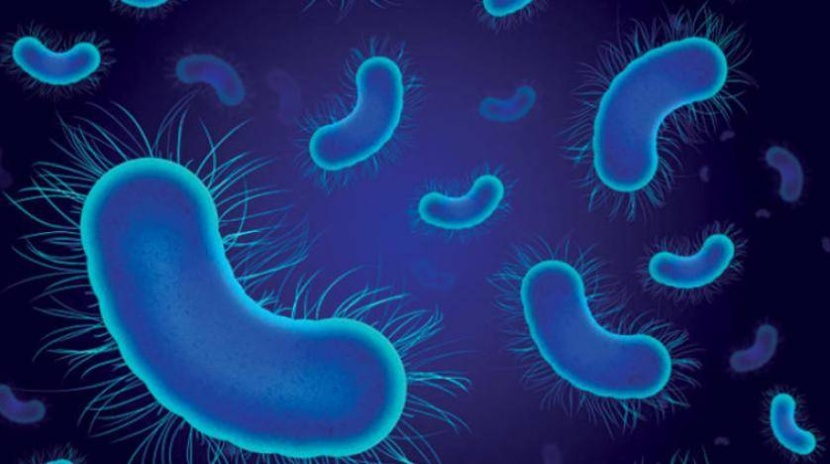 بكتيريا الليستريا تطال الدماغ وتجعل الخلايا المصابة مقاومة للمناعة