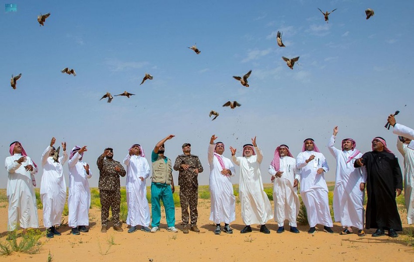 هيئة تطوير محمية الملك عبدالعزيز الملكية تطلق 92 كائنًا فطريًا