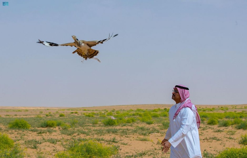 هيئة تطوير محمية الملك عبدالعزيز الملكية تطلق 92 كائنًا فطريًا