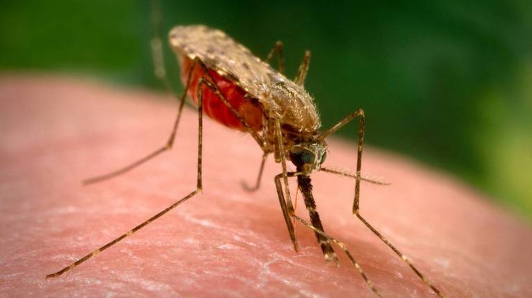 «ناموسيات» جديدة تكافح «الملاريا»