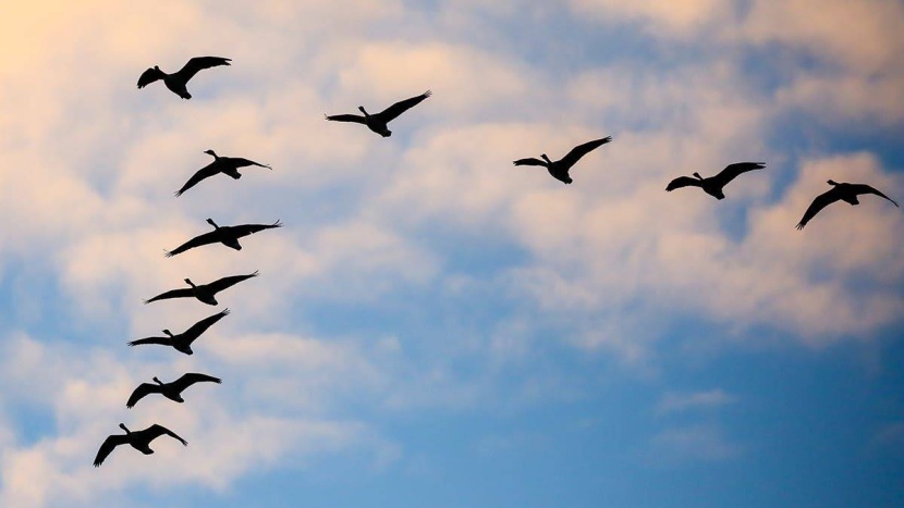 «إنترنت الحيوان» .. مشروع فضائي يتتبع سلوكياته ومساراته