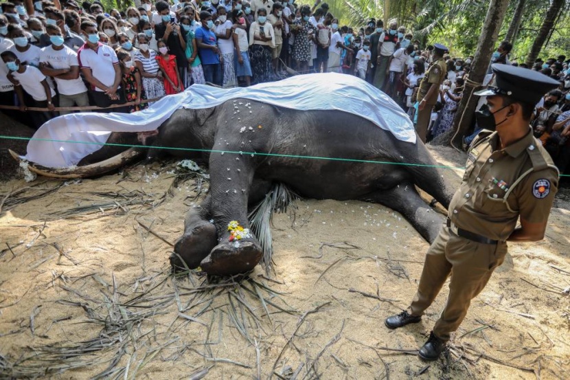 نفوق أشهر فيل سريلانكي .. وصدور أمر رئاسي عن جثته