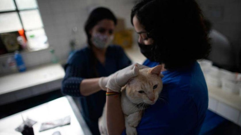 كورونا يصيب 29 نوعا من الحيوانات